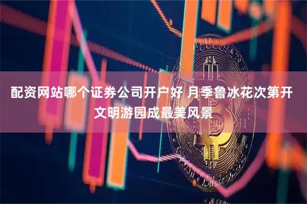 配资网站哪个证券公司开户好 月季鲁冰花次第开 文明游园成最美风景